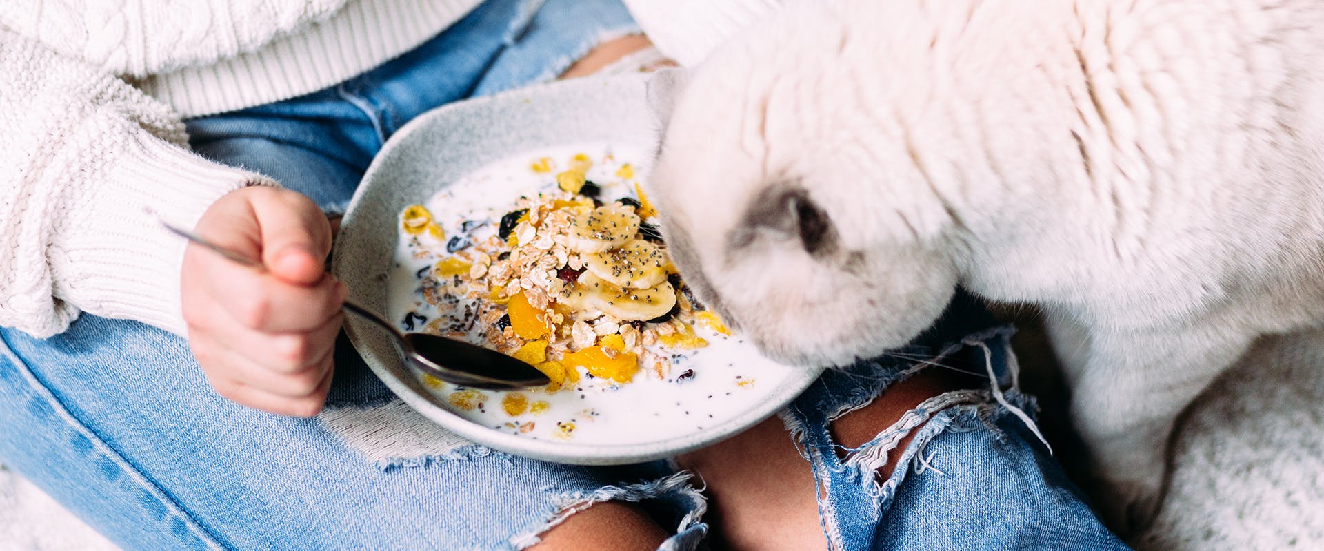 Can you give cats yogurt deals